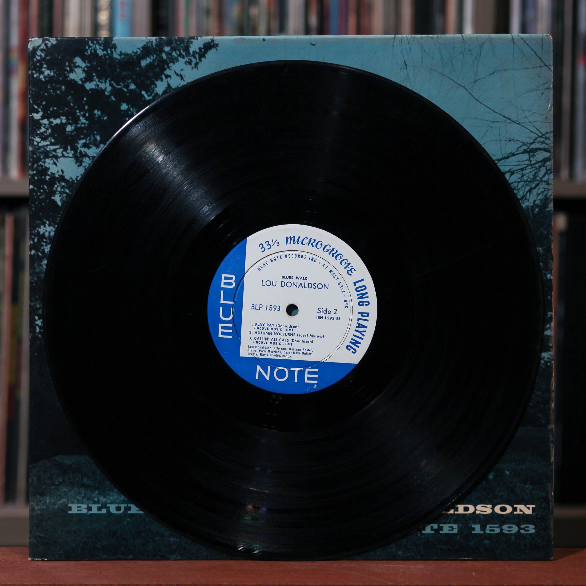 ♪ニューサイラン・7号◎≪レインボークィーン≫リゾート◎お任せ株！ ニューサイラン苗 ウイングオブゴールド 7号鉢植え : 千草園芸